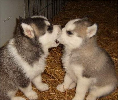 husky2